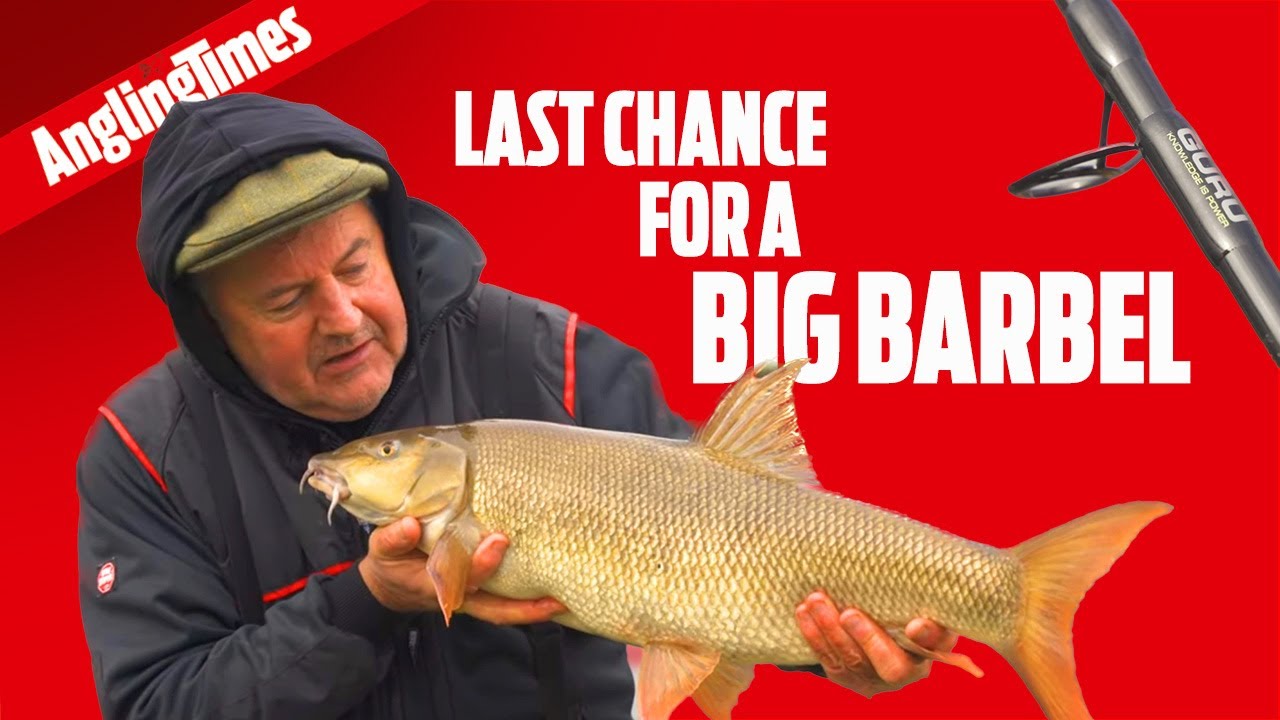 Trent winter barbel fishing - just take a look at these!