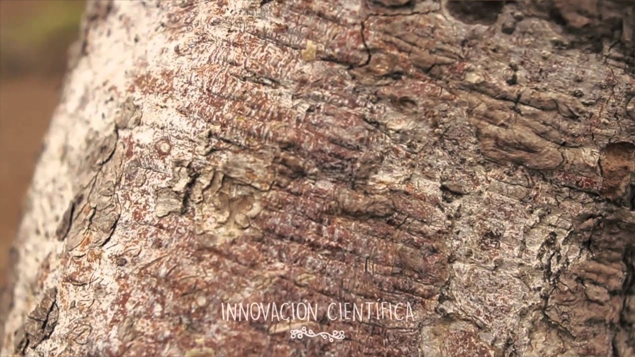 El Milagro del Palo Santo ‪