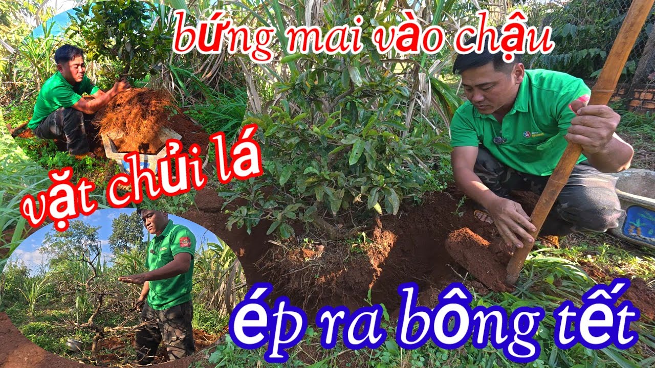 Quy trình bứng mai vàng vào chậu vặt chủi lá ép ra bông 