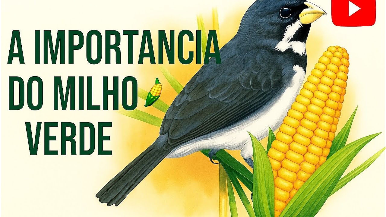 A IMPORTÂNCIA DO MILHO VERDE PARA SEU COLEIRO PAPA-CAPIM! #coleiro #passaros #alimentação