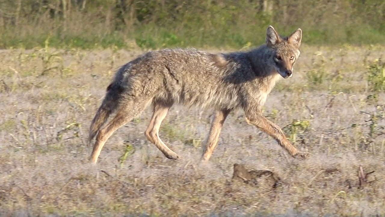 100 Coyotes in 4K! Coyote Hunting Compilation from Close Encounter Predator Hunts.