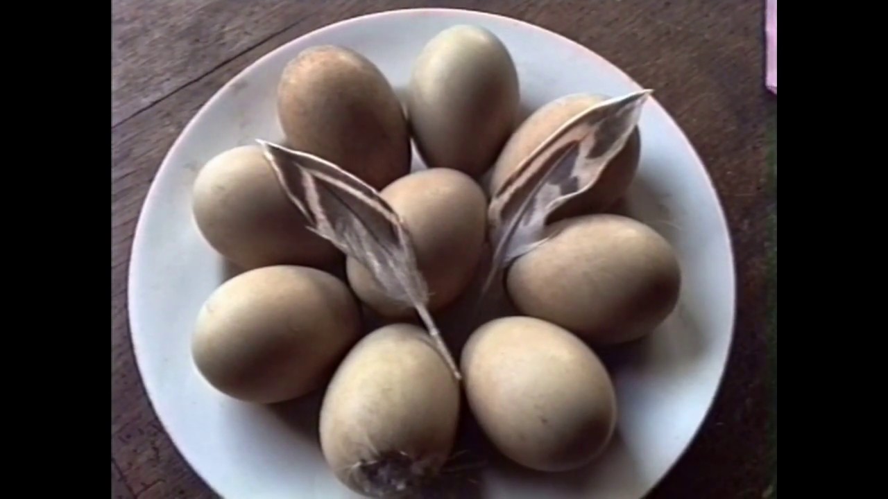 voorjaar  eend nest etta boot olivier max 1994