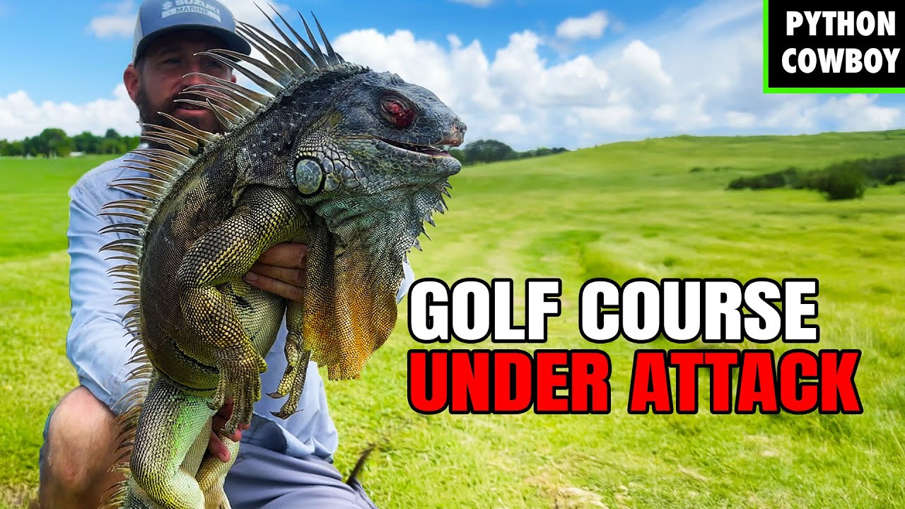 Игуаны захватили поле для гольфа