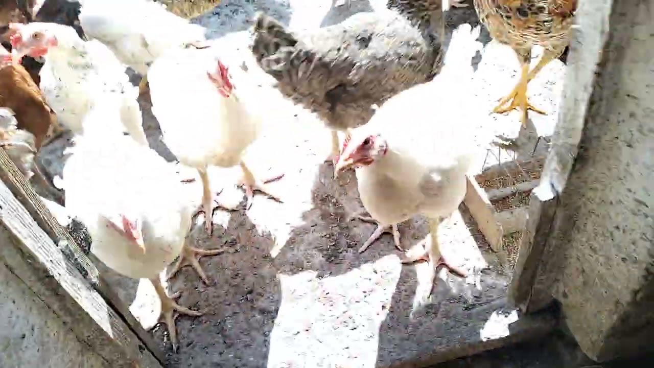 Păsările bunicii ! Sez 2 Ep 1