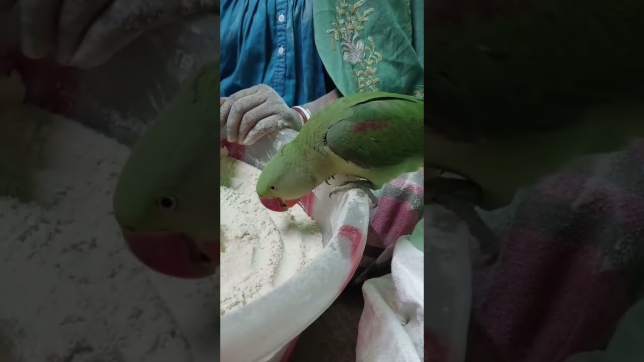 #parrot