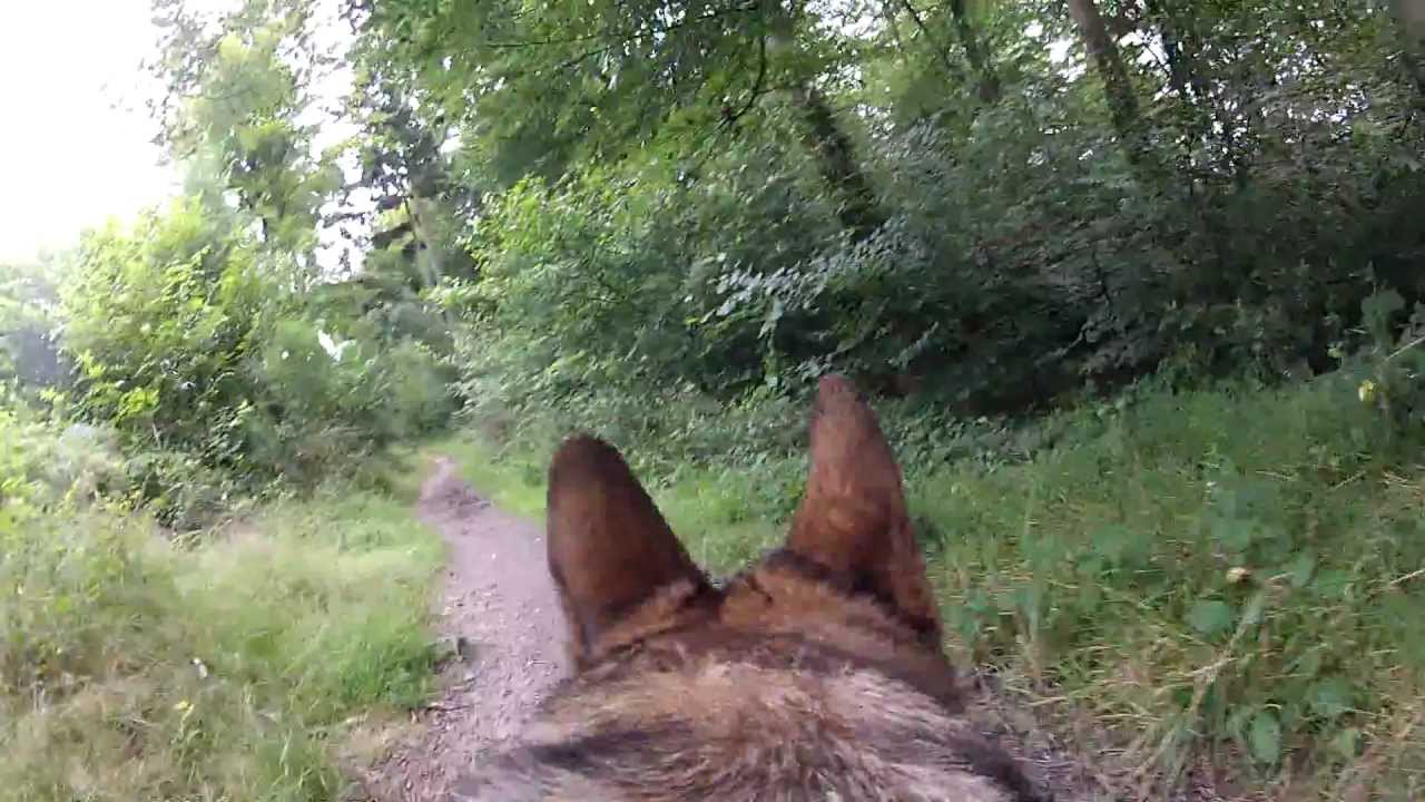 Molly Dog goes exploring with GoPro hero 2 on