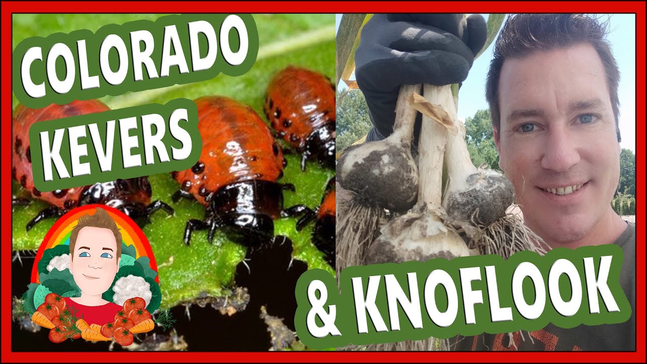 KNOFLOOK & COLORADO KEVERS | Moestuin vlog 162 |