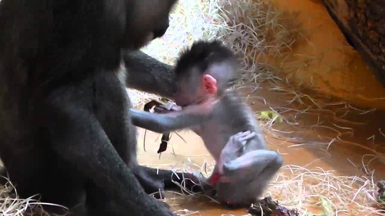 Drill Baby Nepomuk - Mutter Kaduna / Gorilla Baby - Mutter Bagira - Tierpark Hellabrunn