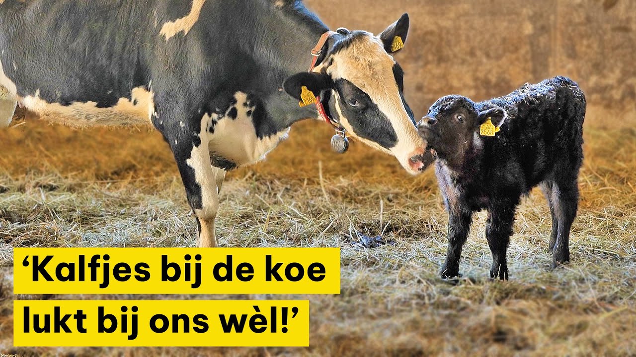 'Kalfjes bij de koe lukt bij ons wel!'