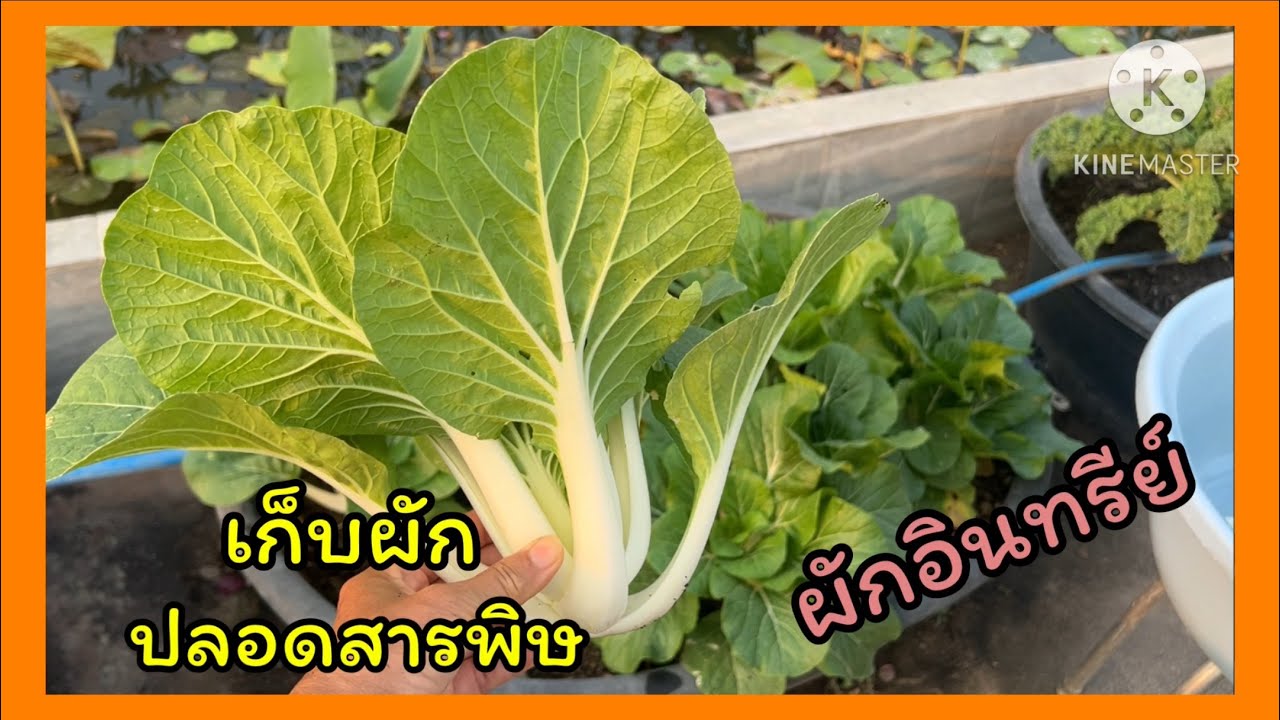 เก็บผักปลอดสาร ที่บ้านสวน เอาไปฝากลูกสาว ผักอินทรีย์กินอร่อย🪴🪴🪴