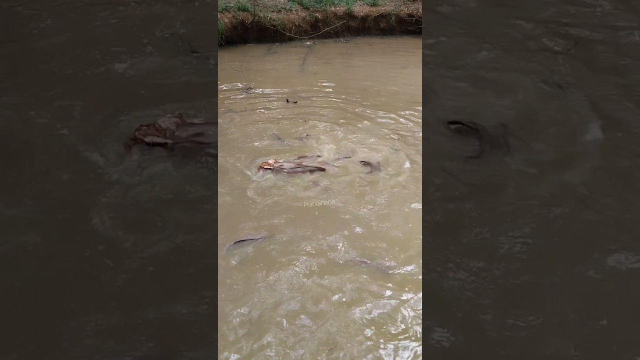 Fish #fish #eating #meat #hen #animals #shorts