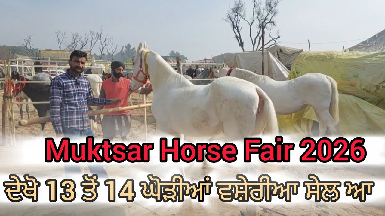 Muktsar Horse Fair 2026 ਵਿੱਚ ਟੋਪ ਬਲੱਡ ਲਾਈਨ ਦੀਆ 13 ਤੋੰ 14 ਘੋੜੀਆਂ ਵਸ਼ੇਰੀਆ ਵਿਕਾਉ ਆ ਕਰੋ ਸੰਪਰਕ