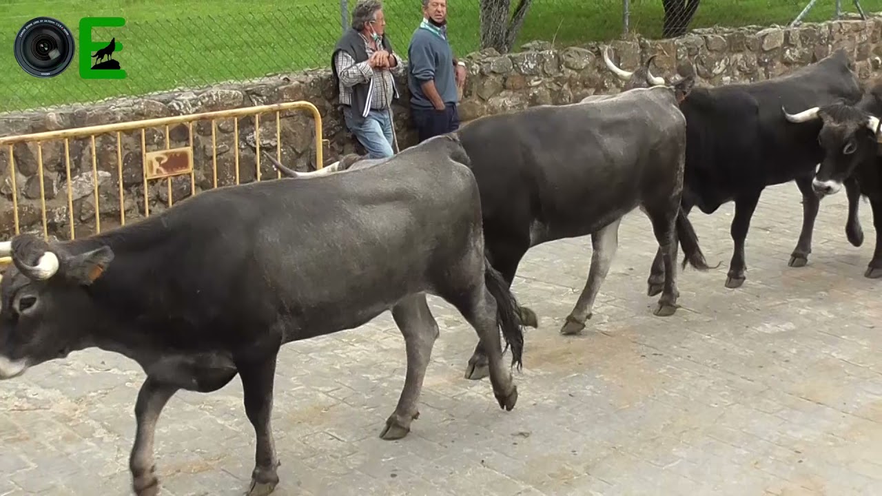 Carmona vacas tudancas  Cantabria 2021