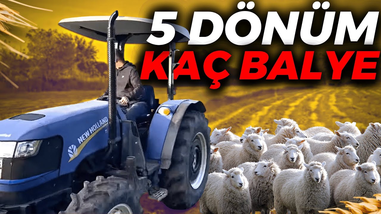 KOYUNLAR KOÇA GELMEYE HAZIR KUZU PARA KAZANDIRACAK ~OT SEZONU