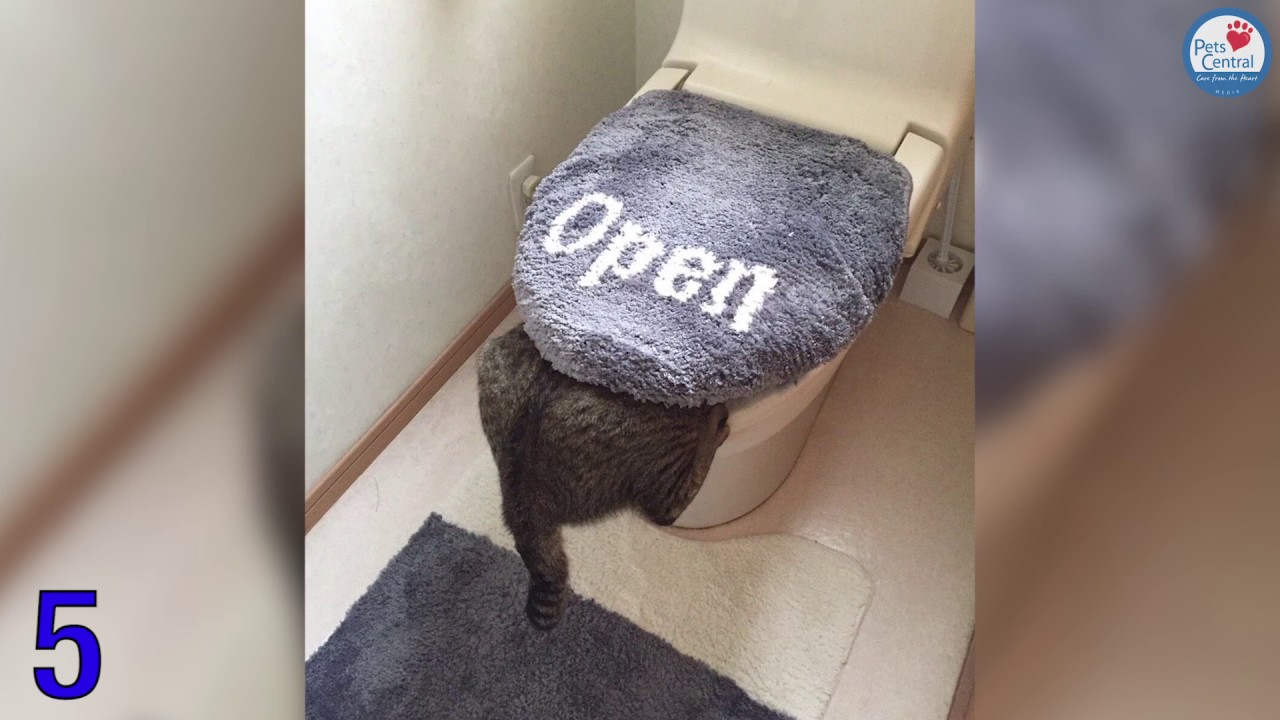 Top 10 Funny Japan Cats on Twitter for 2016 - Pets Central