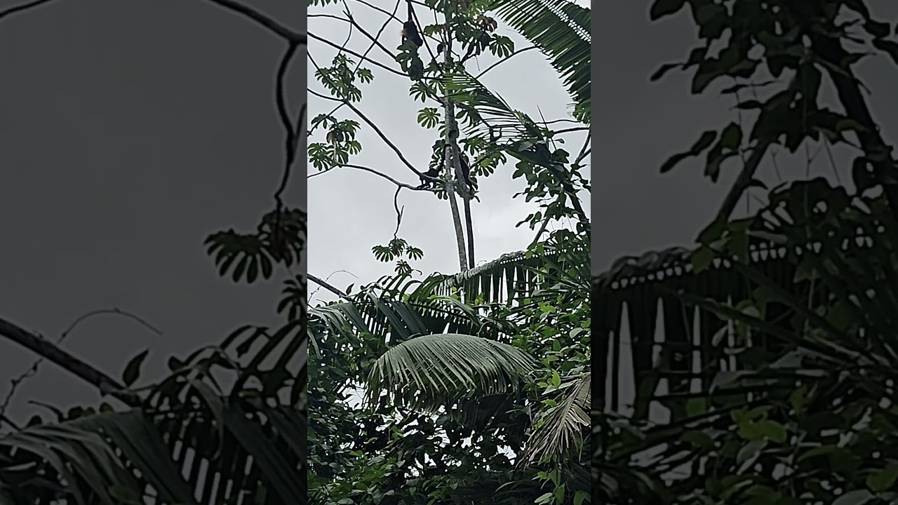 onze nieuwe buren🤣 #devoogies #costarica #emigreren