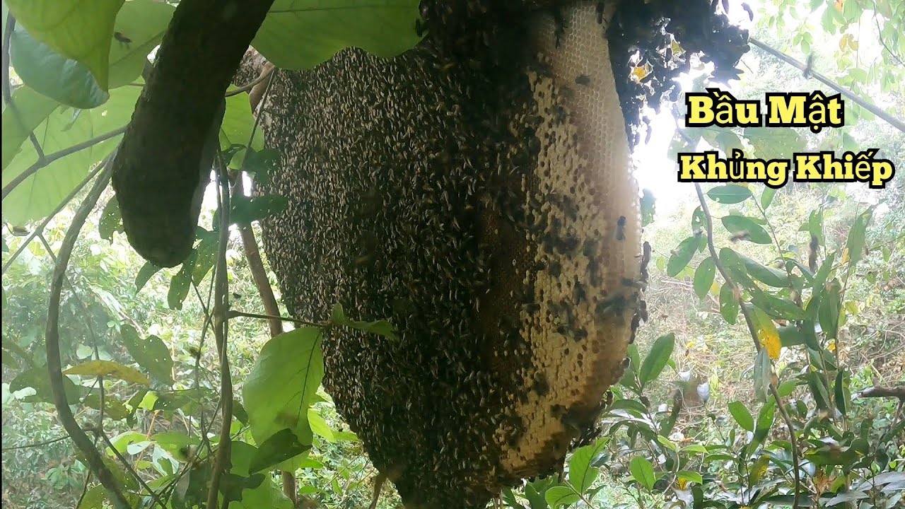 Tưởng Đâu Khô, Ai Ngờ Hàng Khủng Bầu Mật Rinh Xuống Không Nổi.