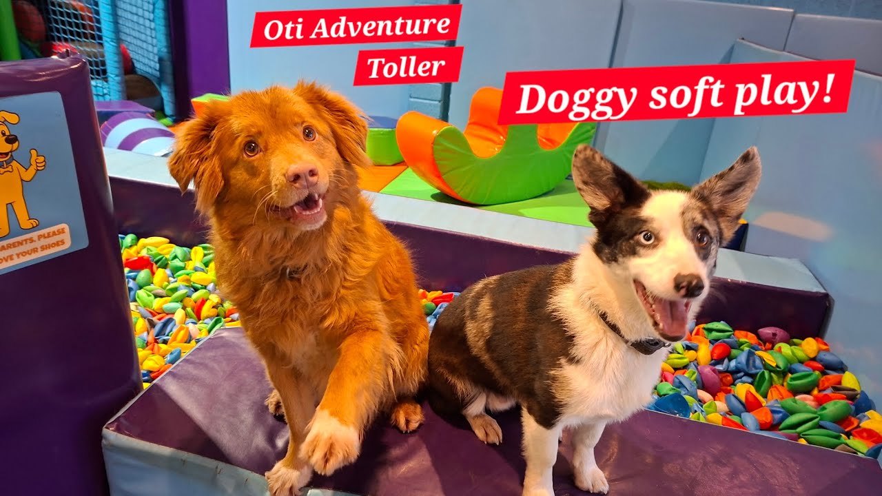 Free time and brain work at puppy soft play!