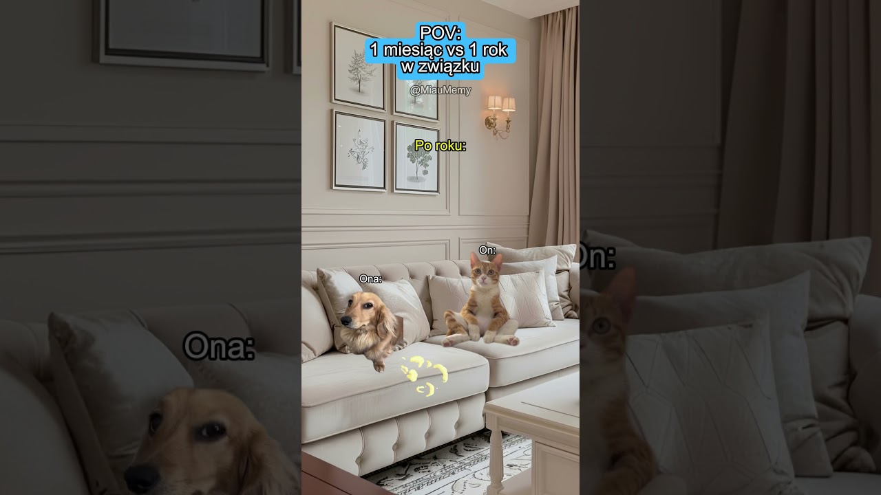 KOCIE MEMY 😼 POV: 1 miesiąc vs 1 rok w związku #catmemes #koty #memy #relatable #relacje