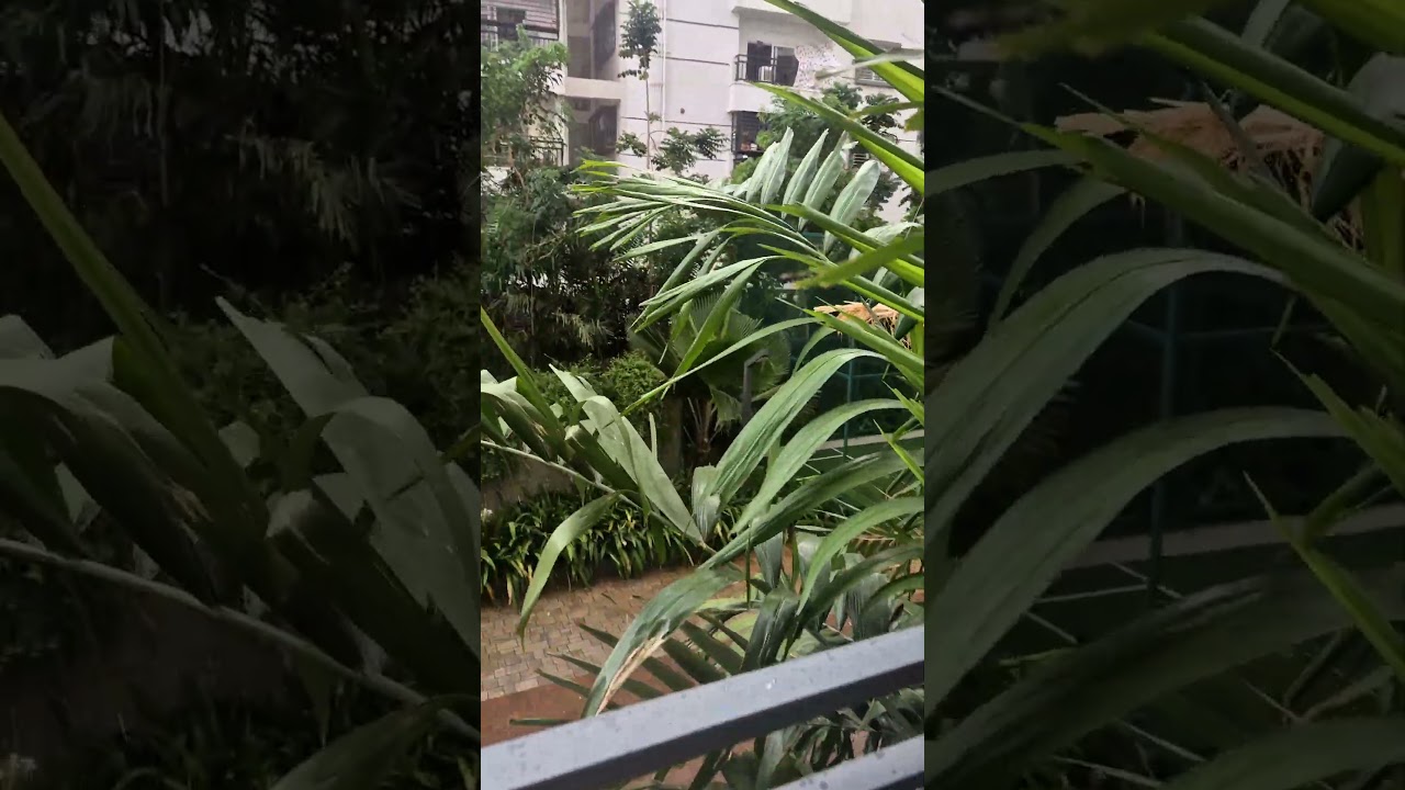 Official Arrival of Monsoon 🌧🥰 #rain #viral #monsoon #trendalert #home #homedecor #trending #shorts