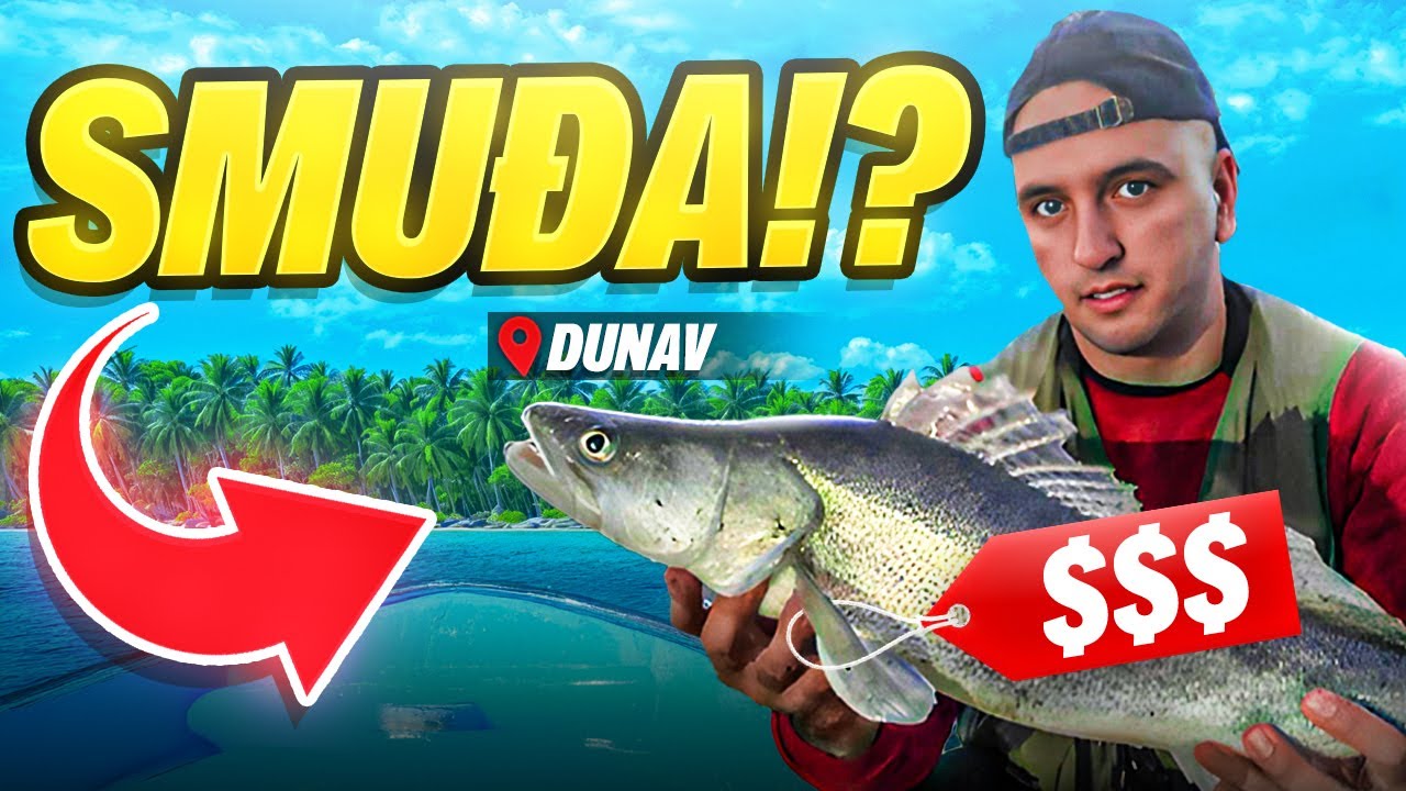 SMUDJ, DALEKO ILI BLIZU OBALE? | Zander fishing