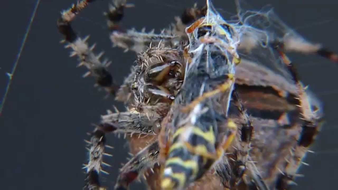 European garden spider (or cross spider) wrapping up a wasp
