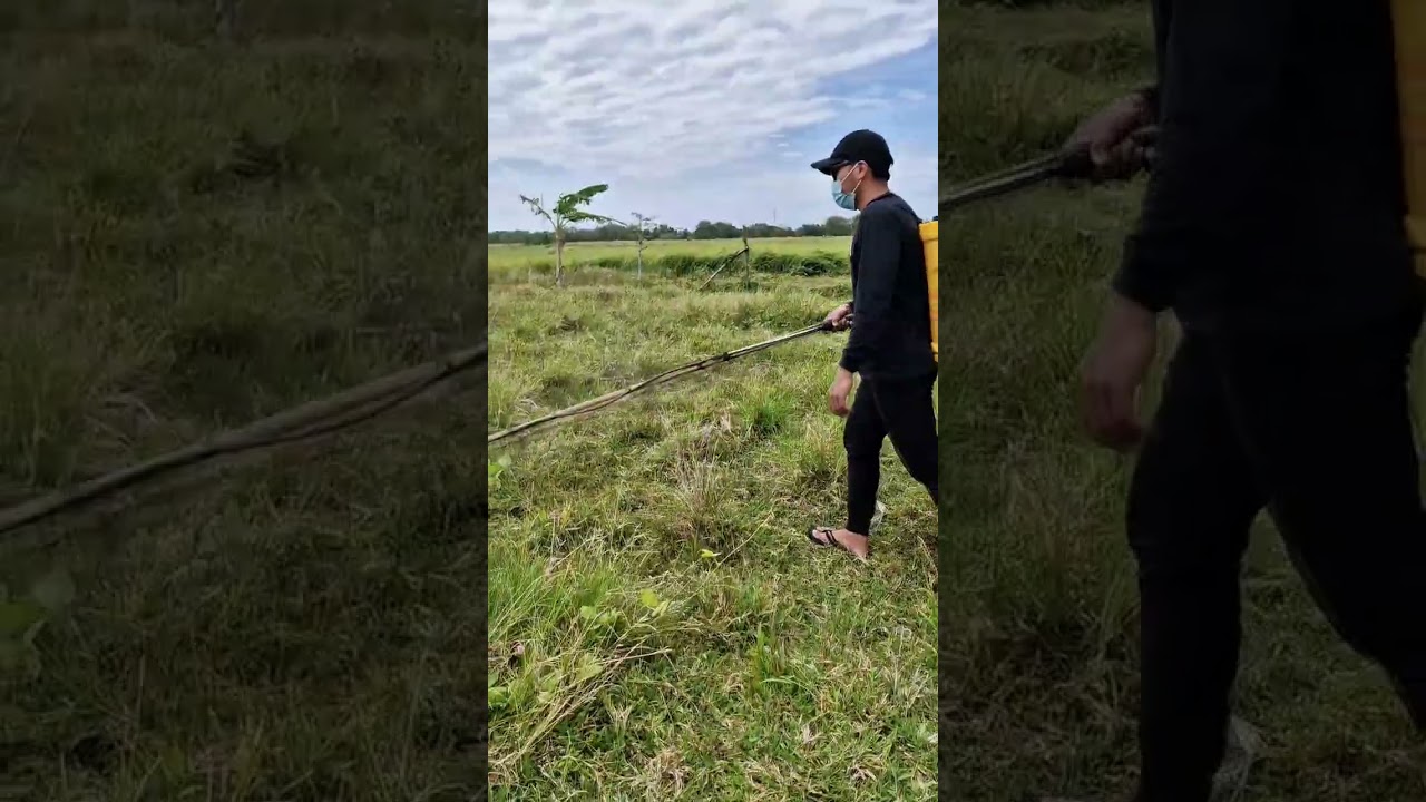 Day 1 sa gulayan nating pina plano #buhayfarming 