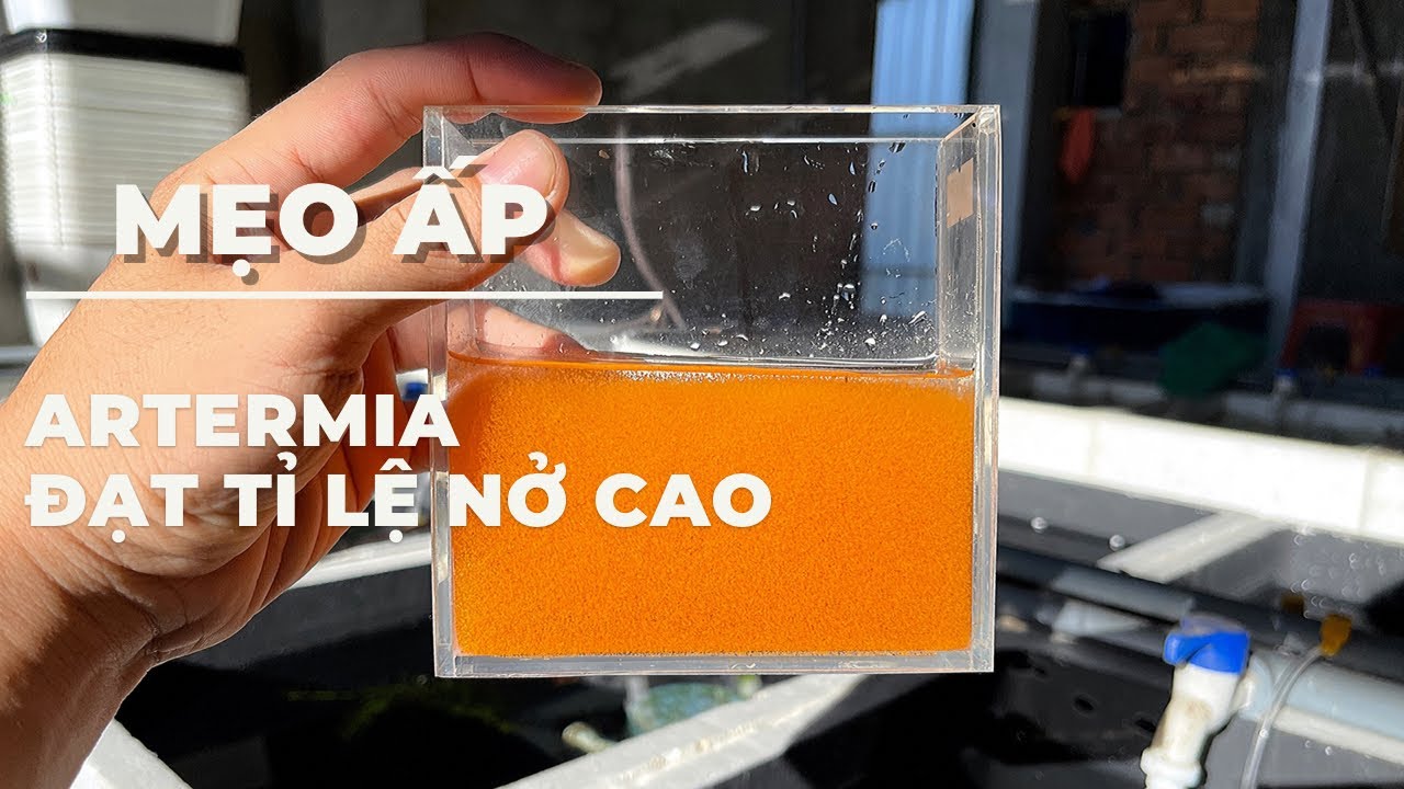 Mẹo Ấp Artermia Đạt Tỉ Lệ Nở Cao | Dat Guppy