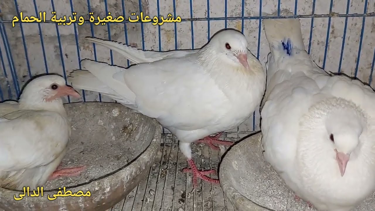 حمام لاحم فرنسي بيور ماتشتريش الا كده