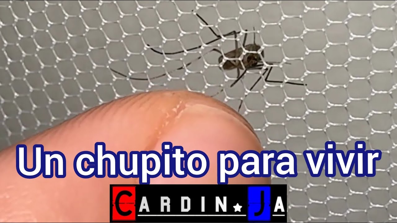 Un chupito para vivir Cardin.Ja
