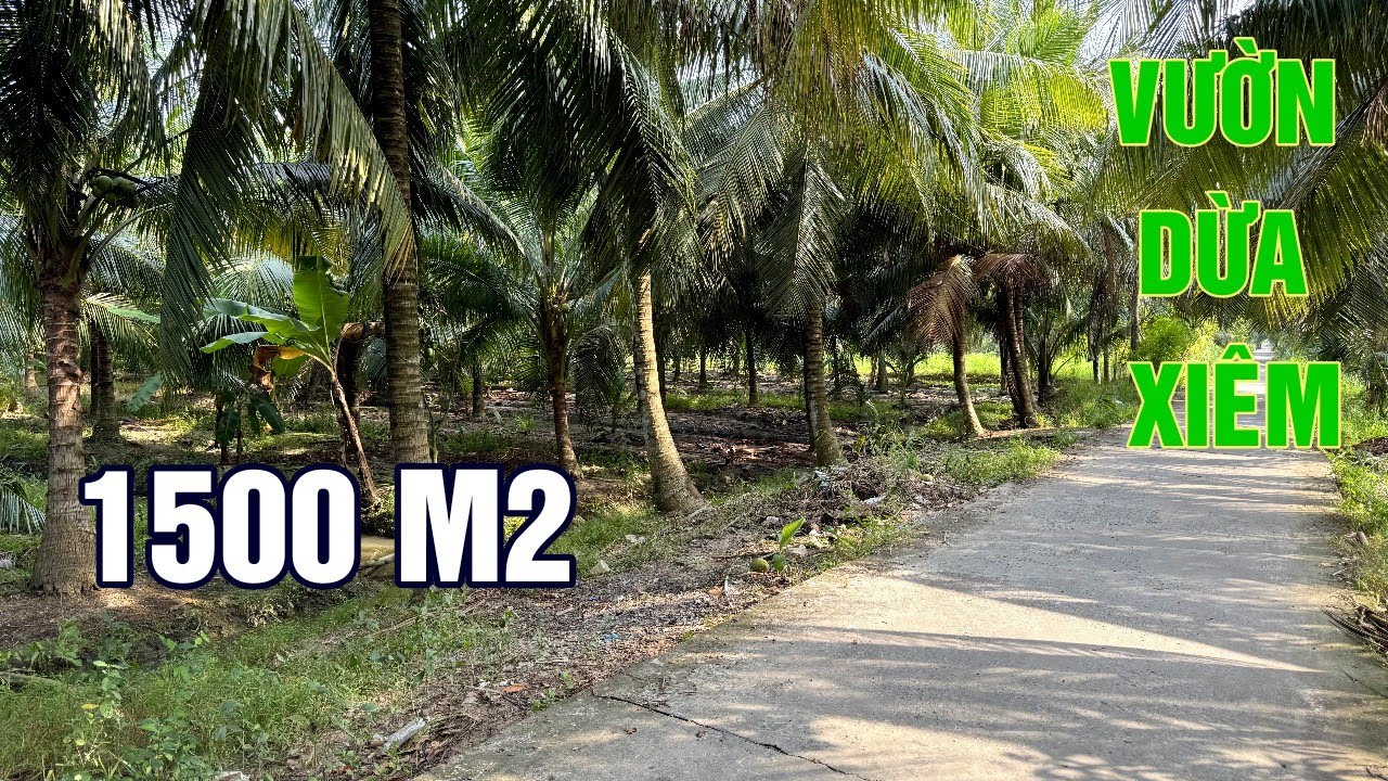 ĐẤT VƯỜN DỪA XIÊM 1500 M ĐƯỜNG OTO PHÍA TRƯỚC KÊNH MÁT MẺ