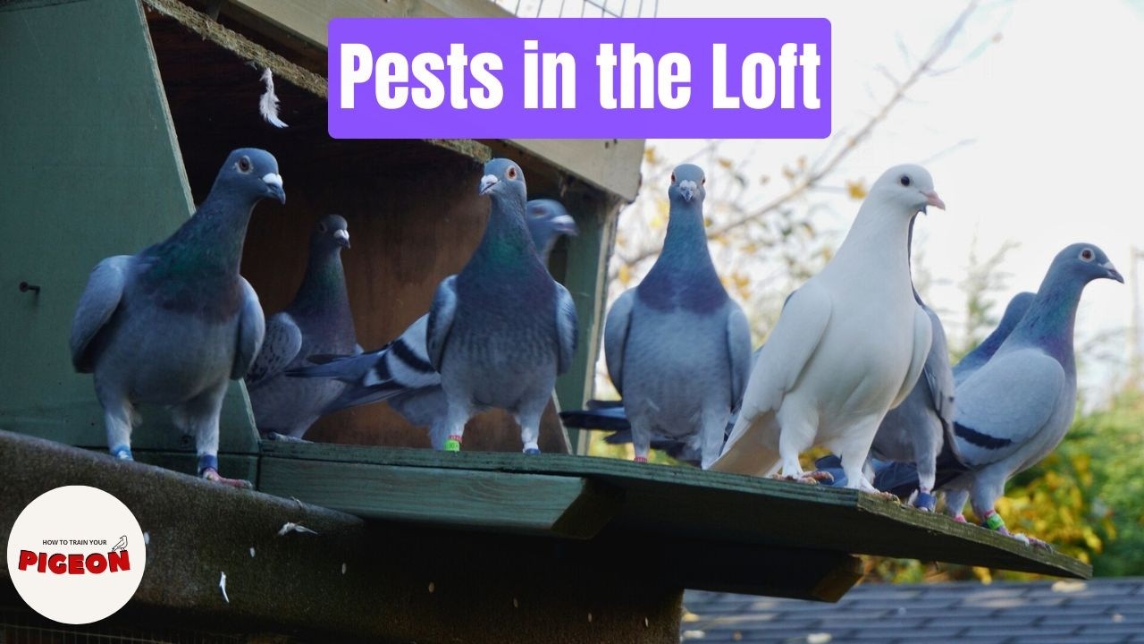 Rats Can Kill Your Race Team (Ep110)