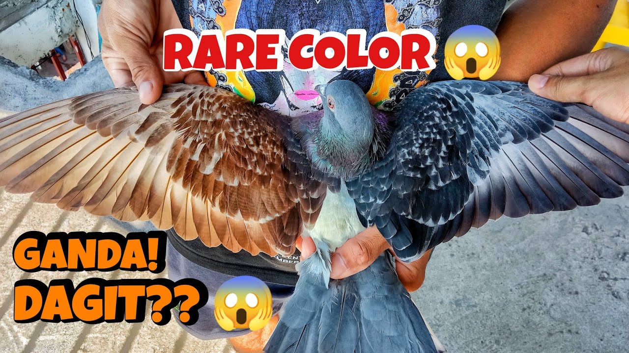 NGAYON LANG AKO NAKA KITA GANITONG KULAY RARE COLOR!! 🕊️😱 GANDA!! 😍