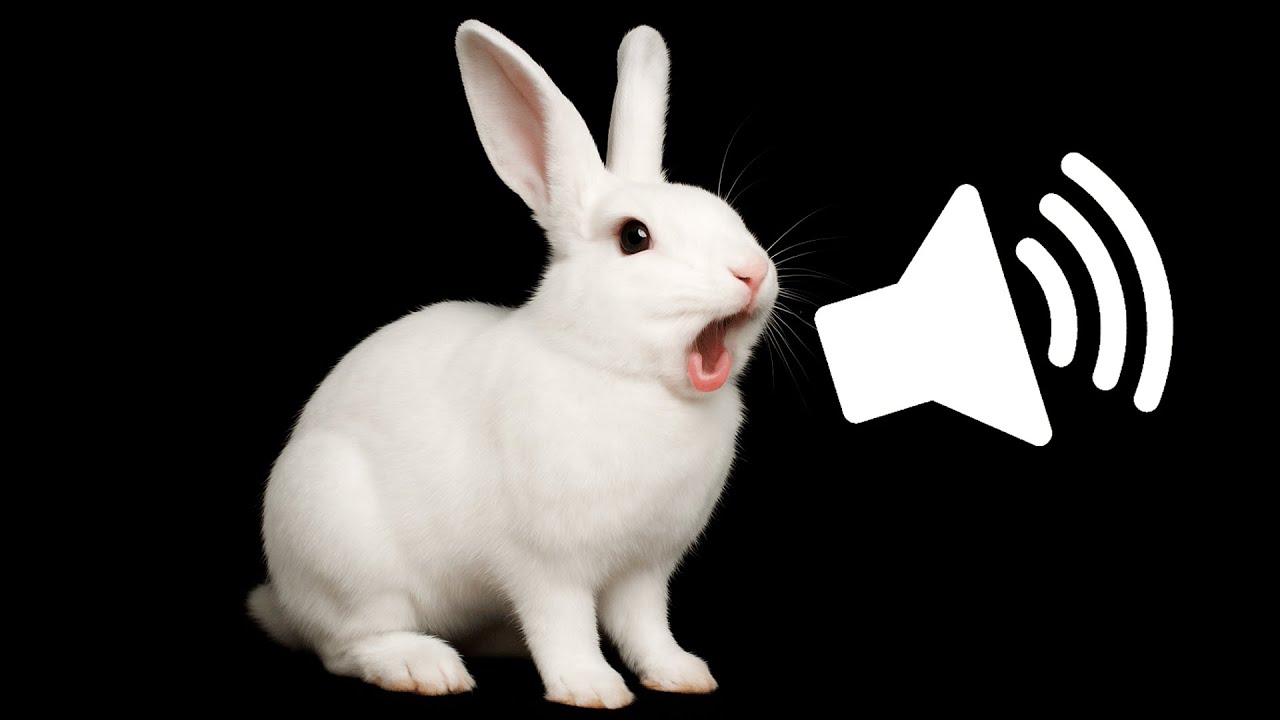 13 Rabbit Sounds Decoded: What Your Bunny Is Really Telling You
