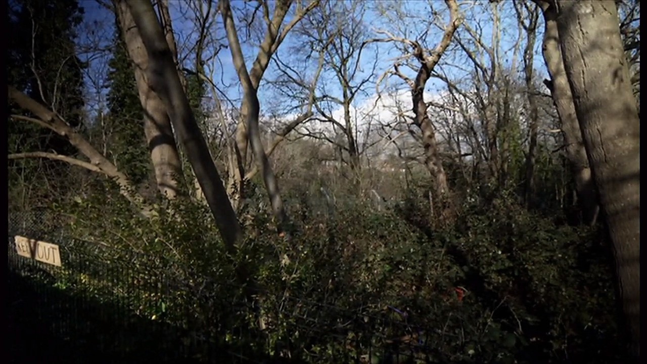 Gorne Wood, in Brockley one of 50 sites in London that could be saved (UK) 5/Feb/2026