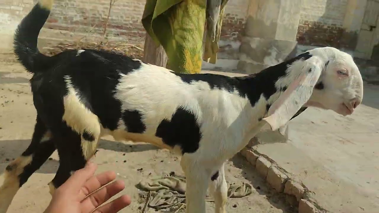 Meri bakriyaan 😍 🐐bhot he Mazay Ka vlog