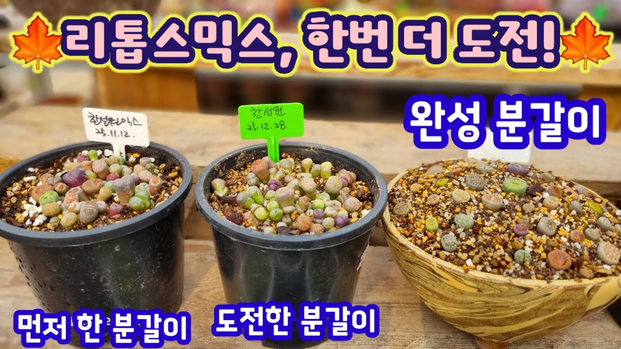 리톱스믹스는 한선원이 가성이 최고예요~ 하나하나 이름있는 종자에서 채종한 씨앗으로 발아한 리톱스믹스~[일부가격조정있습니다]리톱스농장한선원 010.9128.6249