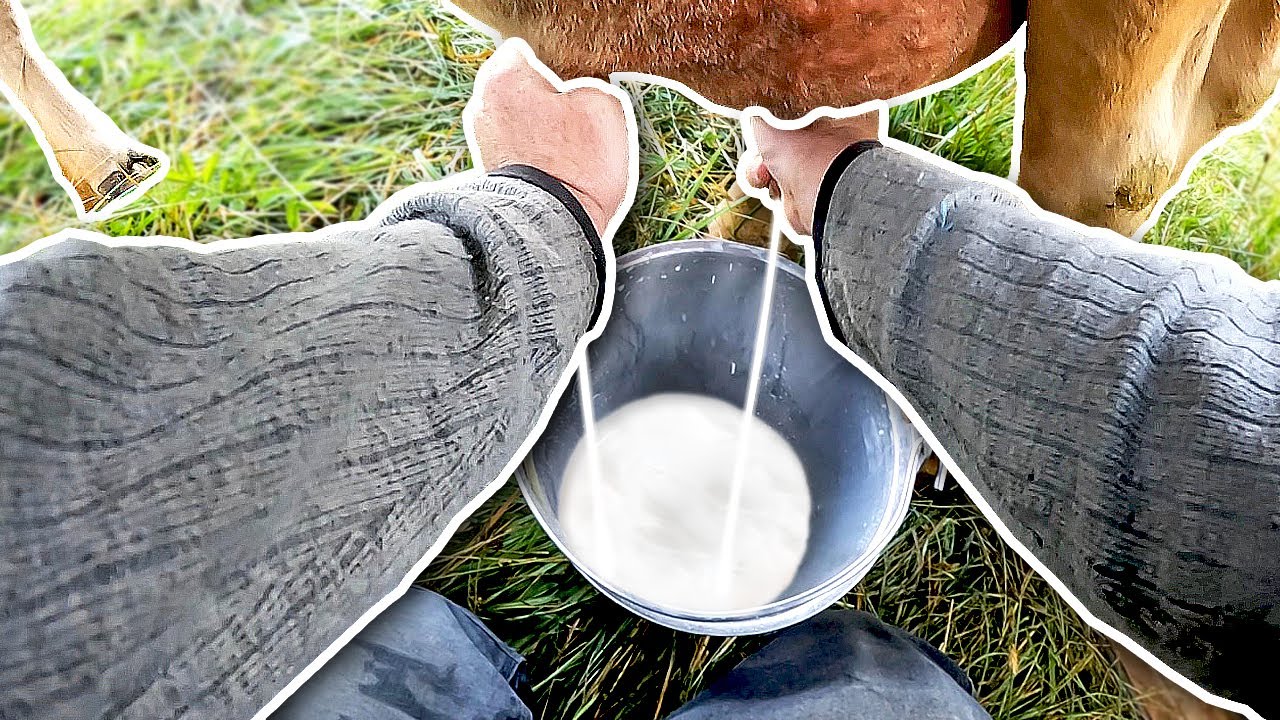POV: Milking a Cow on Pasture