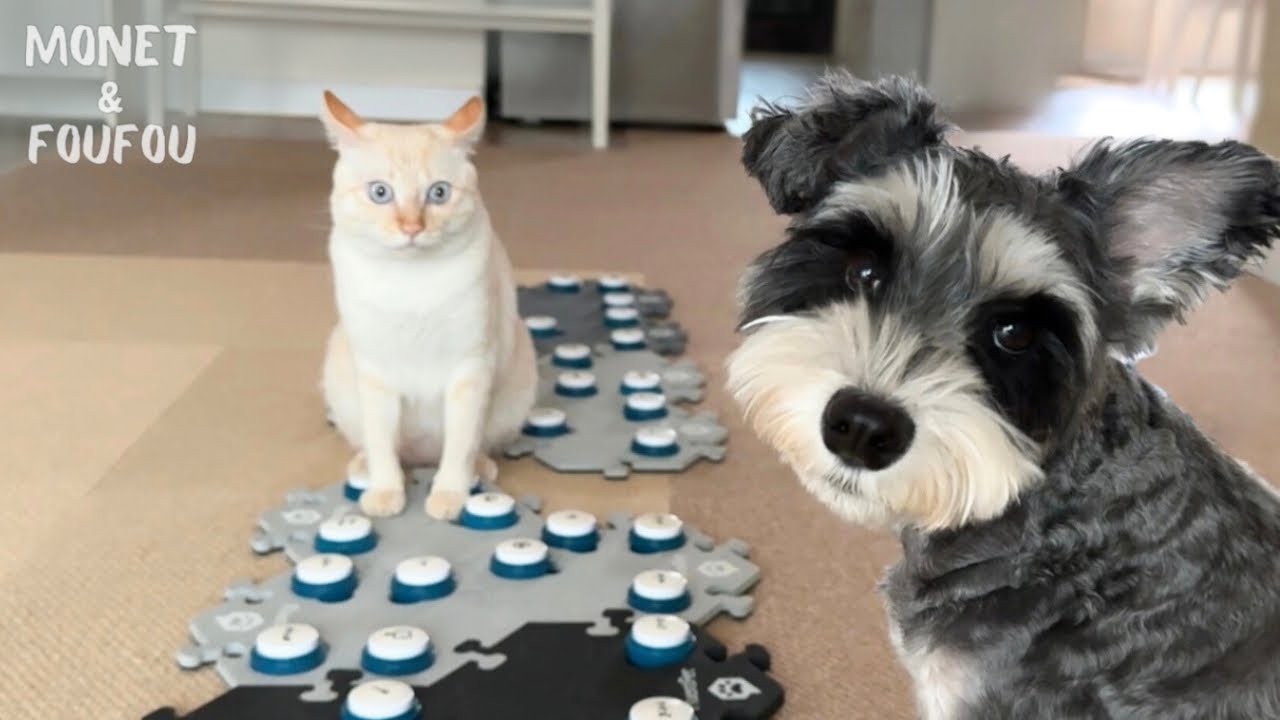 【本当に猫？】病気の犬に言った“2つの言葉”が人間すぎた