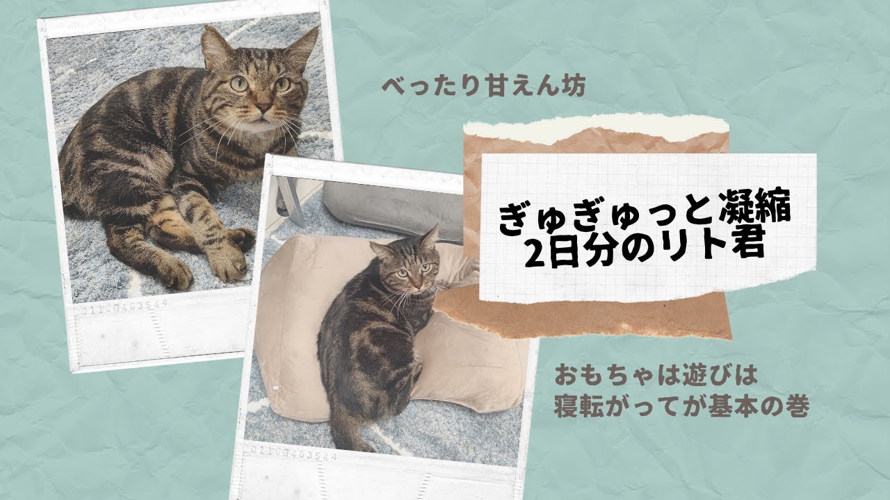 リト君、2日分の動画で可愛さ凝縮！ #里親募集中
