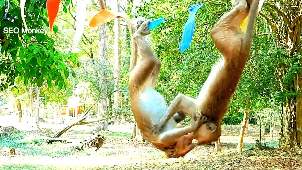Monkeys Funnyy When Meet Friends