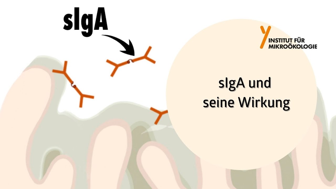 sIgA und seine Wirkung