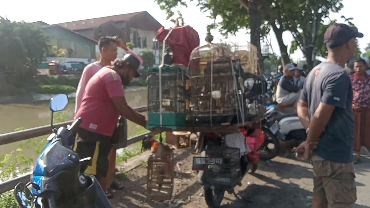 PB PETEKAN Surabaya banyak burung ombyokan di jual murah part 1