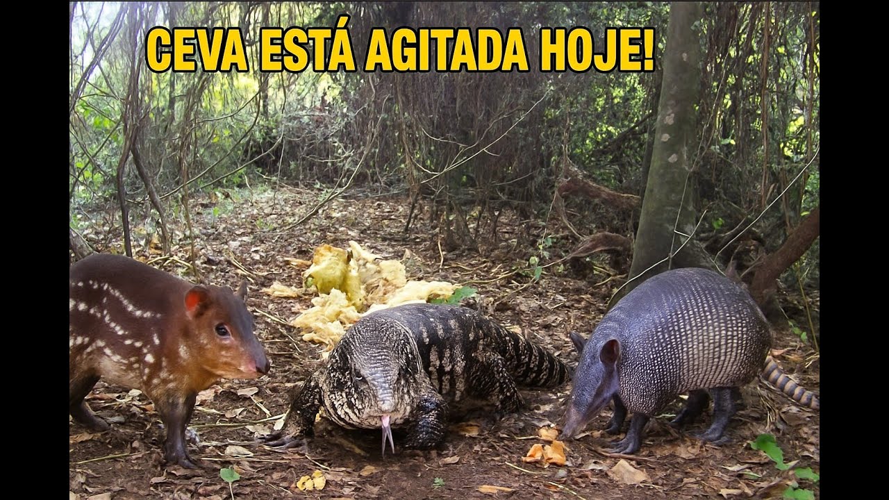 O Dia Agitado da Ceva: Teiú, Tatu e Pacas!