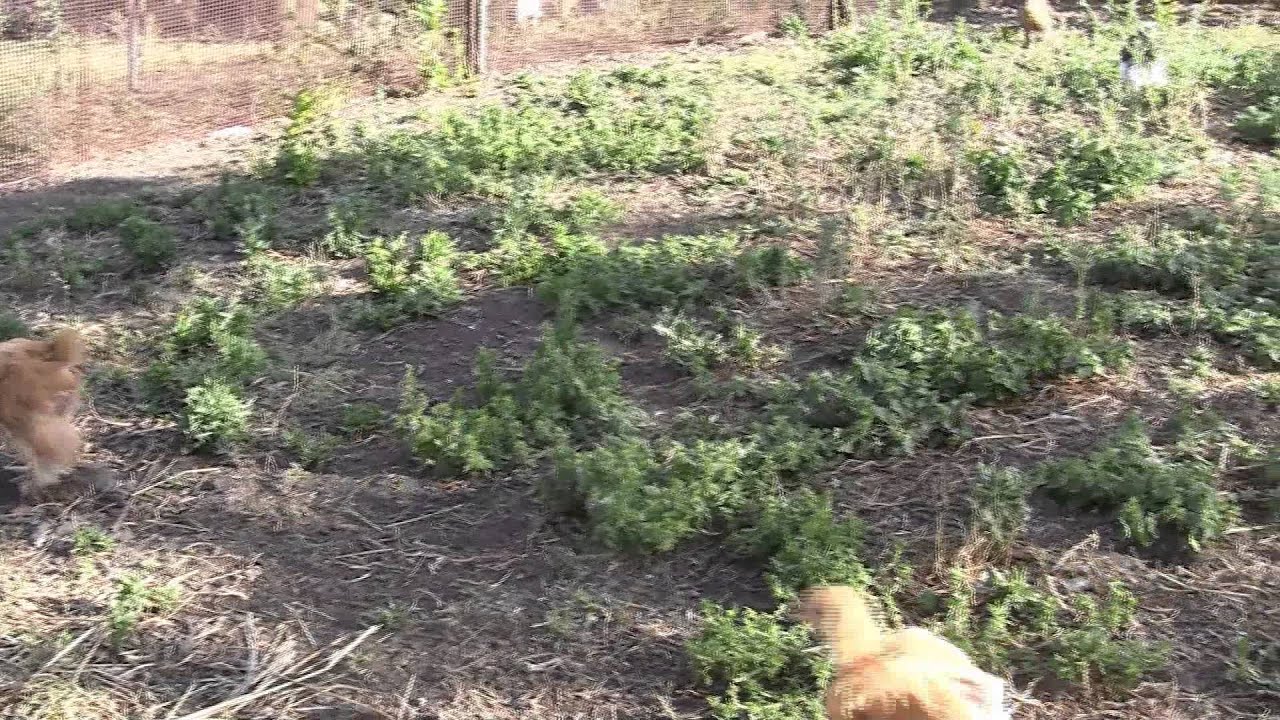 Гуковские куры. Молодняк 2014 года