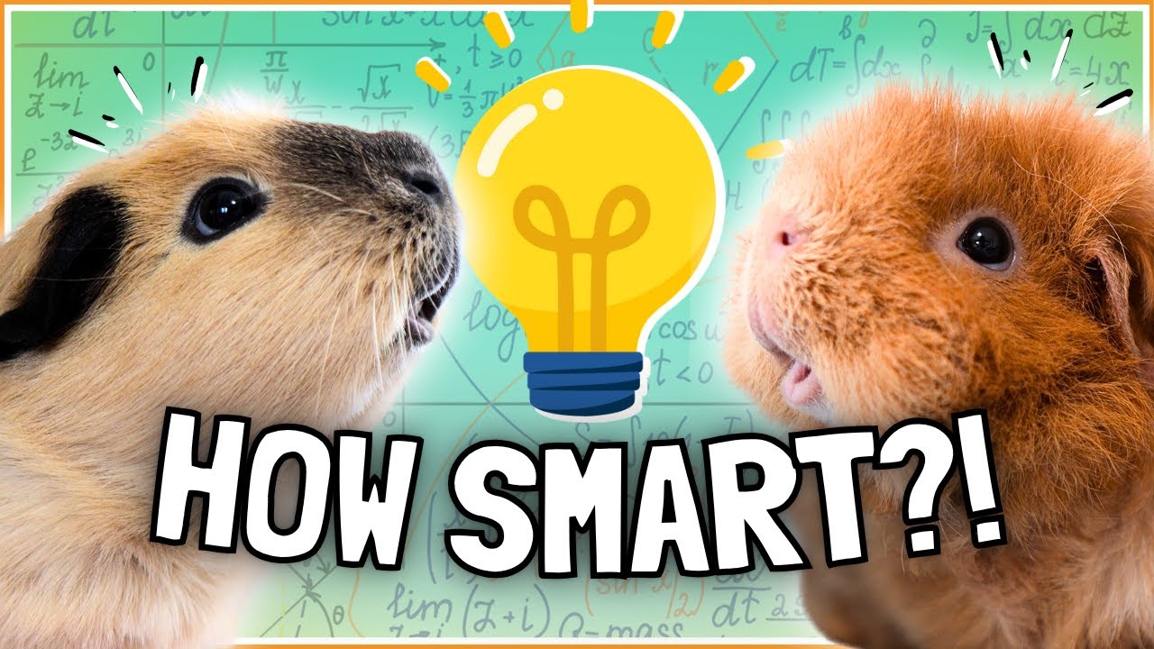 How Smart is Your Guinea Pig? 🐹🧠