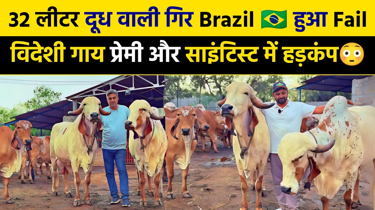 Selfie वाली गाय 🤗 Photo खिंचाने के लिए लाइन लगती है❤️ Best Gir Cow Breeder देवा भाई