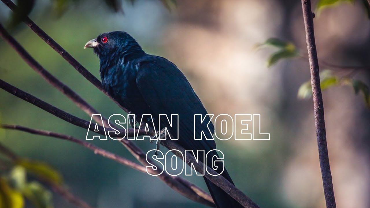 Asian Koel Singing Song - Asian Koel Call - Asian Koel Sound - Asian Koel Voice - Koel ki Awaz