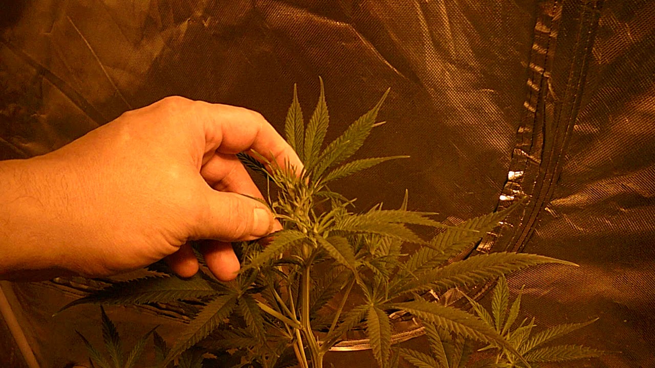 Cannabis Growing with James (Cannabis Sativa)