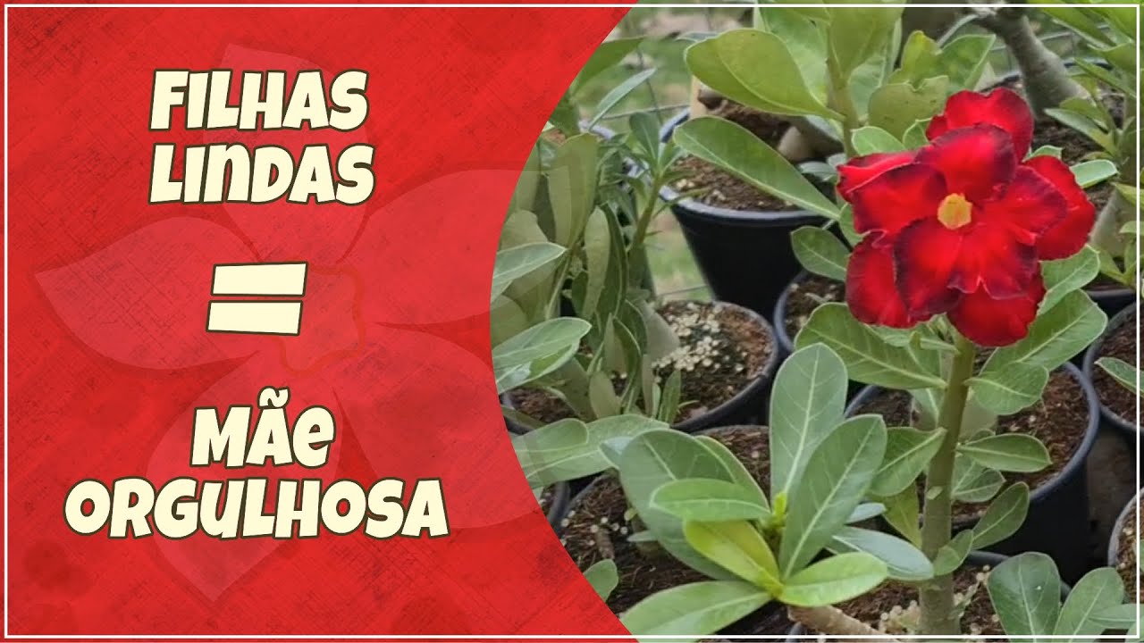 SEMENTES de www.apoloniagrade.com.br que flor vai dar?